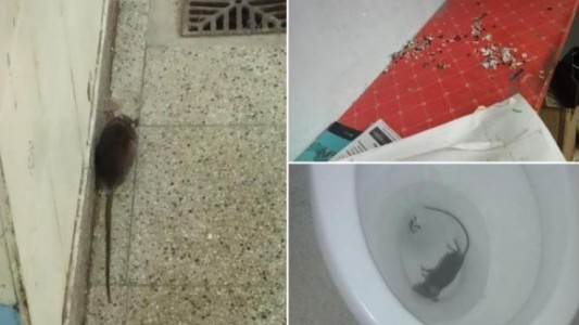 Roedores en una escuela: denuncian falta de higiene en un establecimiento de Agronomía