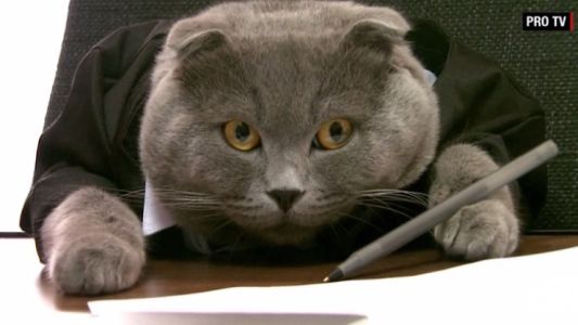 Un gato es el director de comunicaciones de una empresa