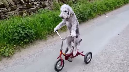 Te presentamos a  Barry, el perro que disfruta pasear en un triciclo