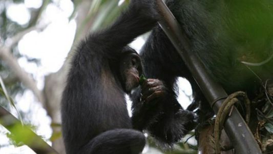 Descubren que los chimpancés son bebedores sociales de alcohol