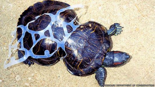 La triste historia de la tortuga deformada por la basura