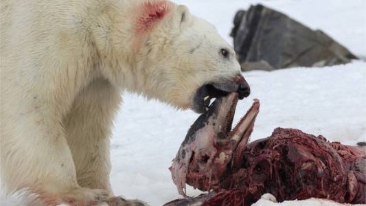 Por el cambio climático, los osos polares ahora se alimentan de delfines
