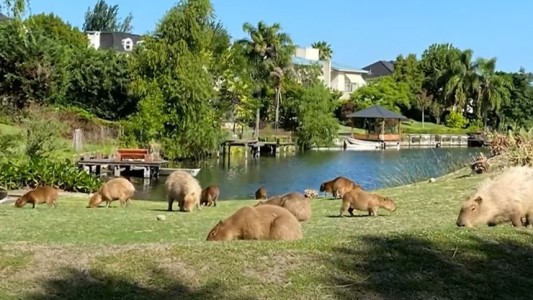 "Plagados de carpinchos": la disputa de Nordelta