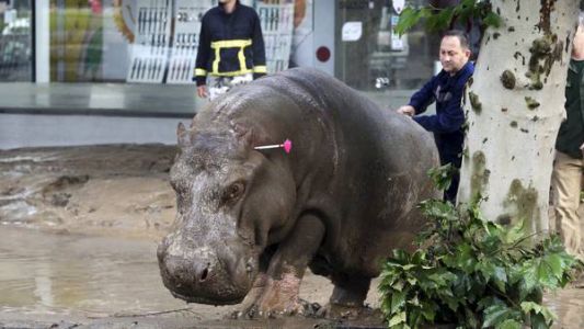 Georgia: una extraordinaria inundación provocó la fuga de animales del zoológico