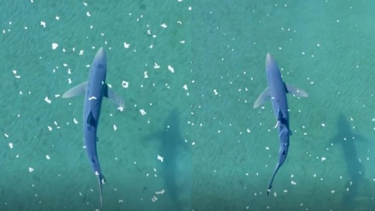 Península Valdés: captaron un inusual tiburón azul nadando por Chubut