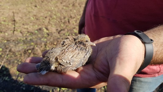 Un mensaje de la naturaleza ante el fuego forestal en Córdoba