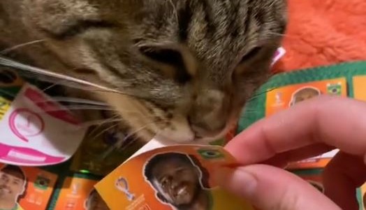 El gato más emocionado por llenar el álbum del Mundial de Qatar 2022