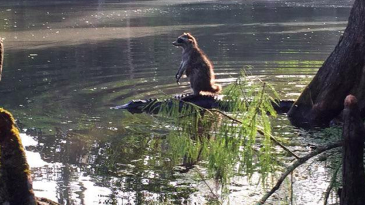 Foto de un mapache paseando en el lomo de un cocodrilo se vuelve viral