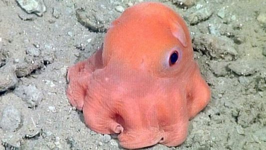 Furor en Internet por un pulpo bebé muy tierno