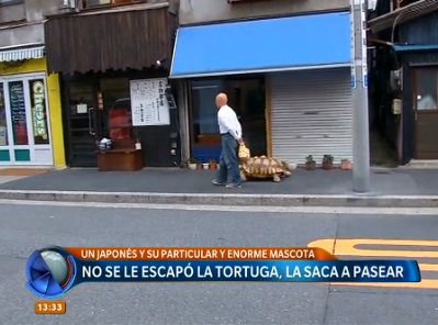 Video: un japonés sacó a pasear a su tortuga enorme