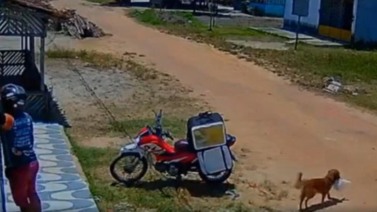 Un perro le robó la comida a un delivery distraído - #REC