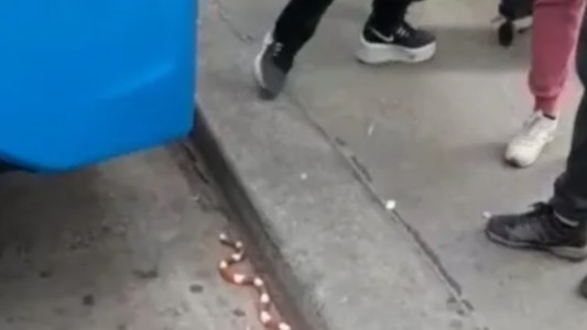 Video: quiso viajar en colectivo con una serpiente en Lomas de Zamora