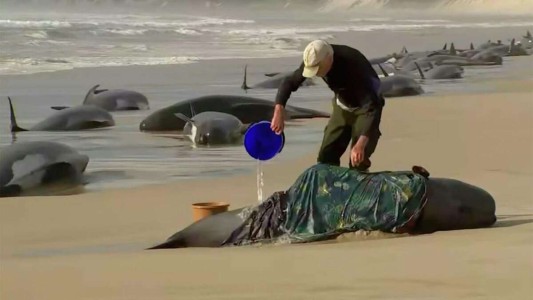 Encuentran 230 ballenas varadas en Australia: la mitad murieron