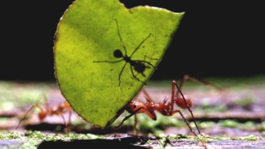 Hay 2,5 millones de hormigas por cada humano en el planeta, concluyeron científicos
