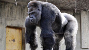 El gorila "más bello del mundo" rompe récords en un zoo japonés