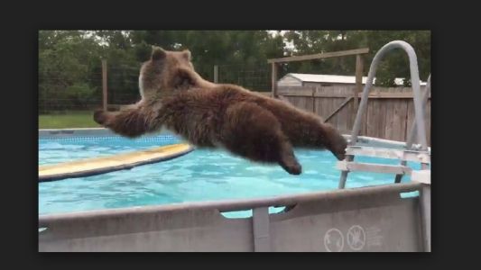 #VideoViral Un oso acalorado salta a una pileta y arrasa en Youtube