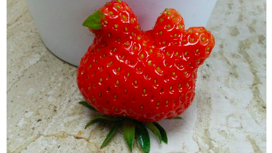 #EsViral Granjeros cosechan una frutilla con forma de gallina