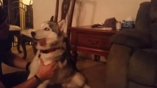 Video: Socorren a "Loki", un perro que comió marihuana