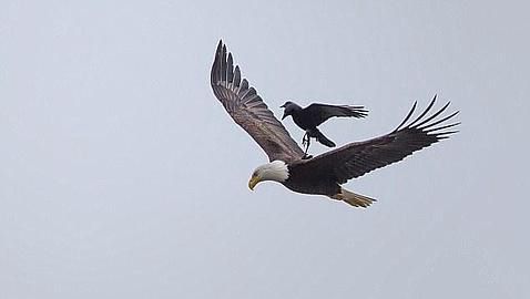 Foto impactante: un águila volando con un cuervo posado en su espalda