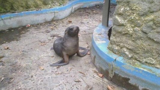 Encontró un lobo marino en la costa y lo llevó en remís al zoológico