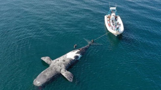 Sube a 13 el número de ballenas muertas en el Golfo Nuevo