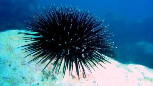 Científicas patagónicas desarrollaron un suplemento dietario a partir del erizo de mar