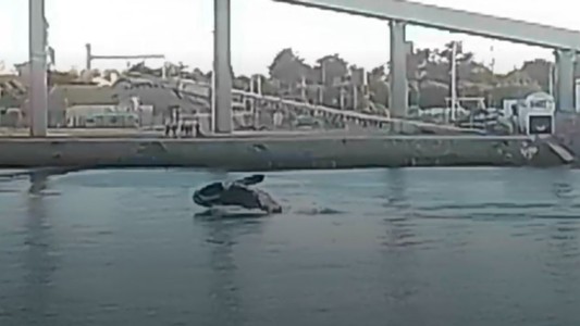 Mira "la danza de la ballena" en las costas de Necochea