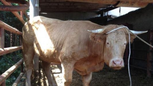Francia: la historia de la vaca "jubilada" que no quería morir