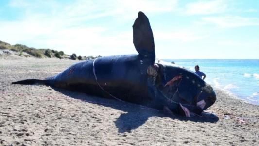 Investigación: ya son 15 las ballenas muertas en Península de Valdés