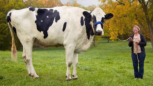 Murió Blosom, la vaca más alta del mundo