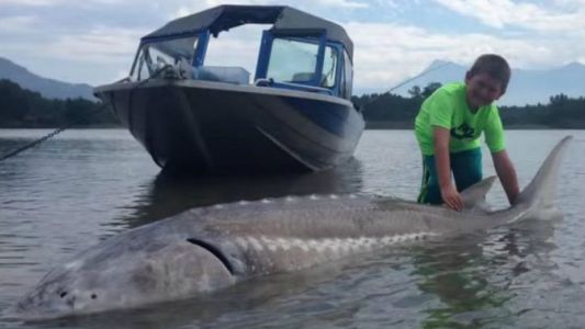 Un chico de nueve años pescó un esturión de 272 kilos y lo devolvió al agua