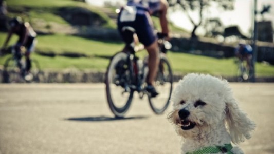 Juegos Panamericanos: usan perros para terapia de relajación de atletas