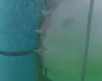 #VideoViral : el feroz ataque de un tiburón