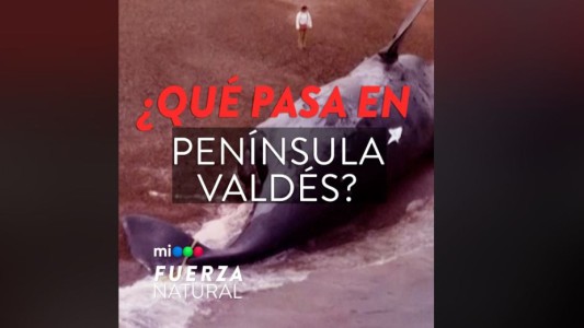 Ballenas muertas en Península Valdés: qué ocurre y cuáles son las posibles causas