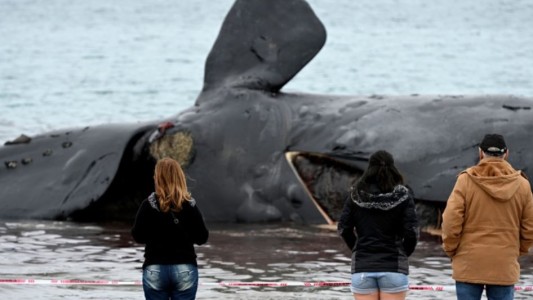Península Valdéz: sube a 18 la cantidad de cadáveres de bellena encontrados