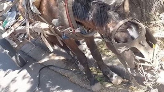 Rescataron a un caballo maltratado en Ramos Mejía - #REC