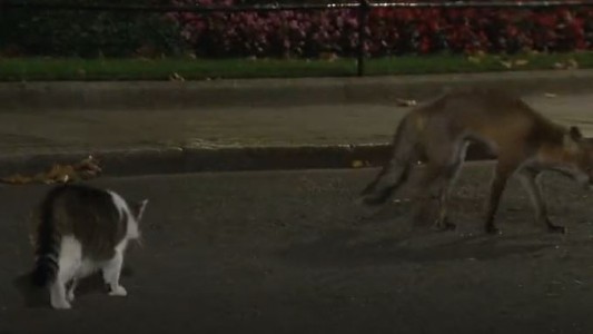 Larry, el gato de Downing Street, se peleó con un zorro en las calles de Londres