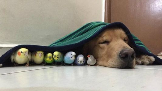 Video: el perro que es amigo de los pajaritos