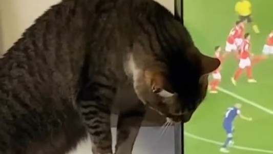 Un gato travieso destruyó el televisor de sus dueños
