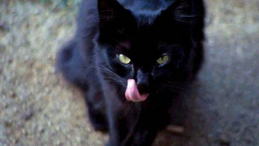 El gato negro que aterroriza a un pueblo de Estados Unidos