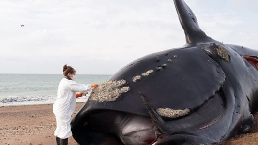 Ya son 30 las ballenas muertas en el Golfo Nuevo