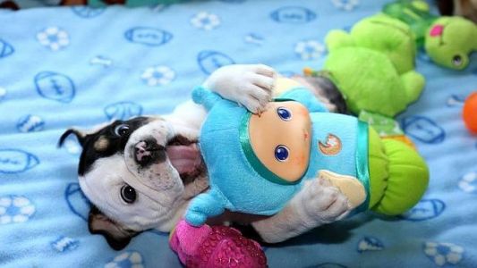 El extraño caso del bulldog de medio cuerpo