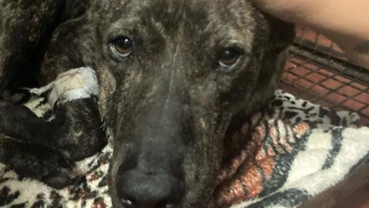 Baleó a un perro y deberá pagar $100.000