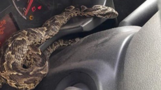 Subió a su auto y se encontró con una yarará en el tablero - #FlashChat