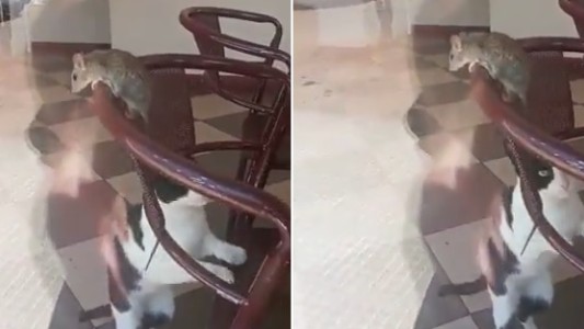 Grabaron a una rata en un comercio y se hizo viral por la supuesta explicación del local