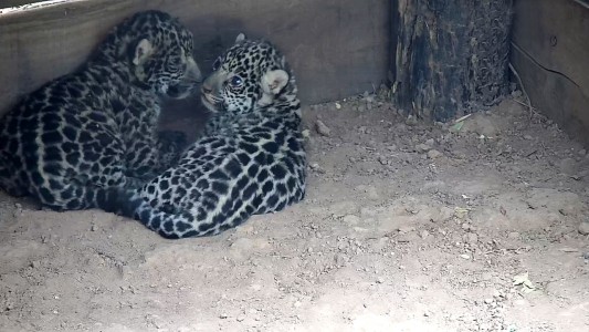 Las conmovedoras imágenes de los yaguaretés nacidos en El Impenetrable