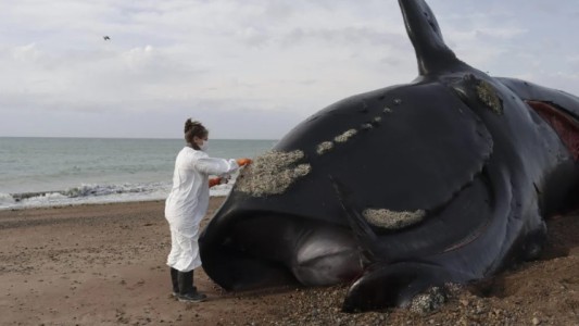 Muerte de más de 30 ballenas en Península Valdés: descubrieron la causa