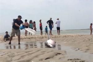 Así rescataron a un tiburón blanco varado en una playa