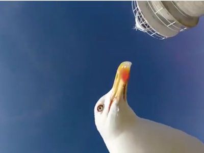 #EsViral La gaviota que robó una cámara y grabó su vuelo