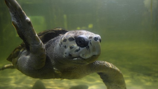 Trasladan al tortugo Jorge a Mar del Plata tras 38 años en cautiverio en Mendoza